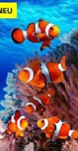 Badetuch fünf Clownfische Nemo 76x152cm